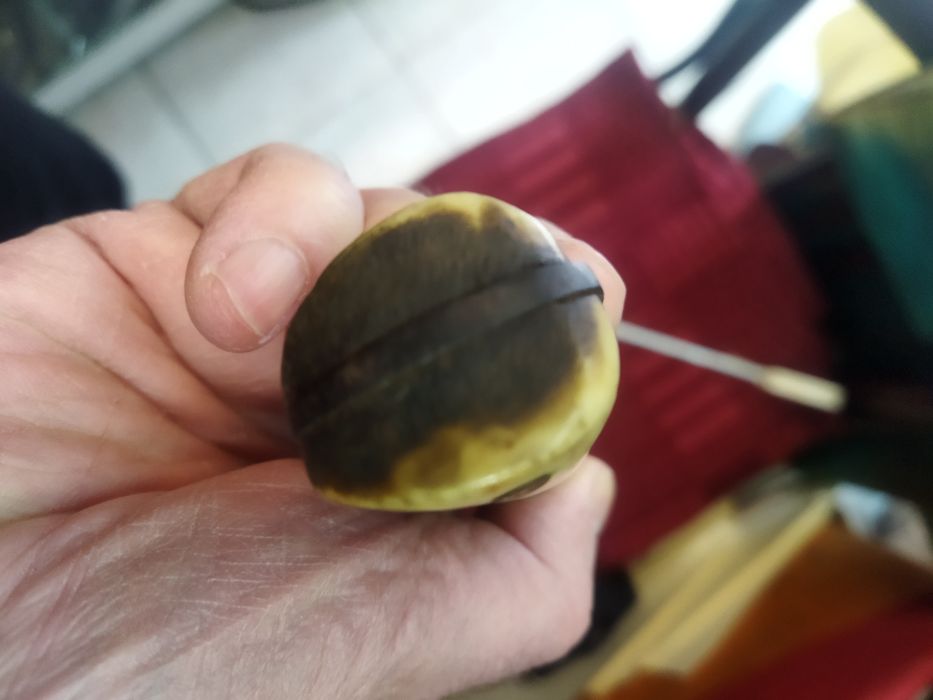 Стар овчарски нож с кокалени чирени