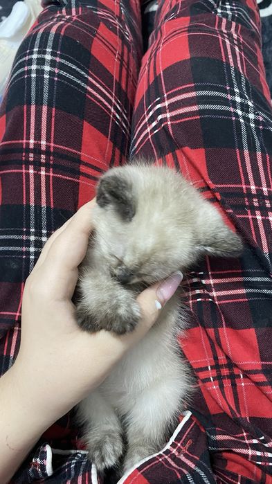 Сиамская кошечка