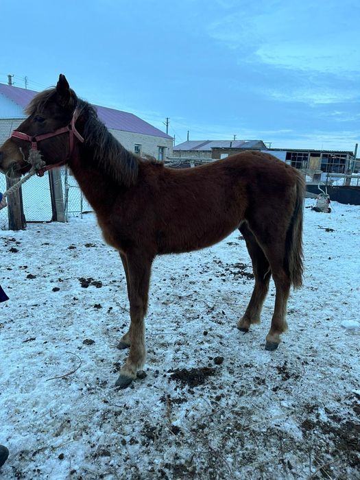 Продается байтал