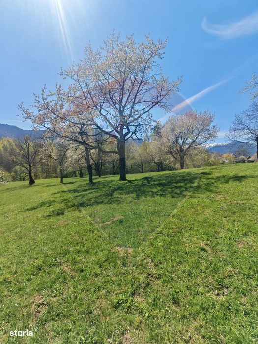 Ocazie! Teren 9735 mp Bran- Predelut / Strada Pe Tarina nr. 70A