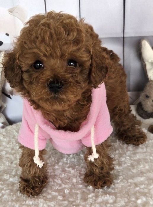 Пудел той / Poodle toy с генетични тестове на родитерите и родословие