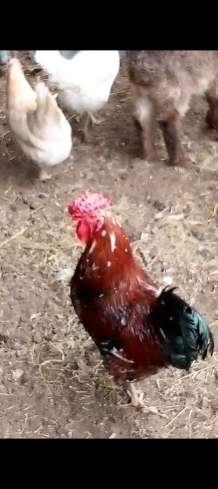 продам петуха 5000тенге