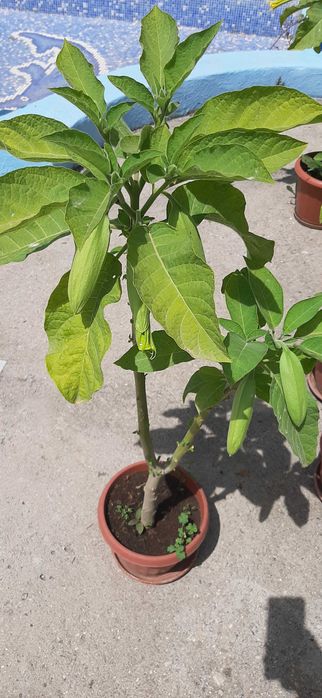 Бругманзия-Ангелски тромпет, в саксия.