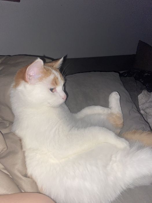 Отдам кошку в добрые и любищие руки