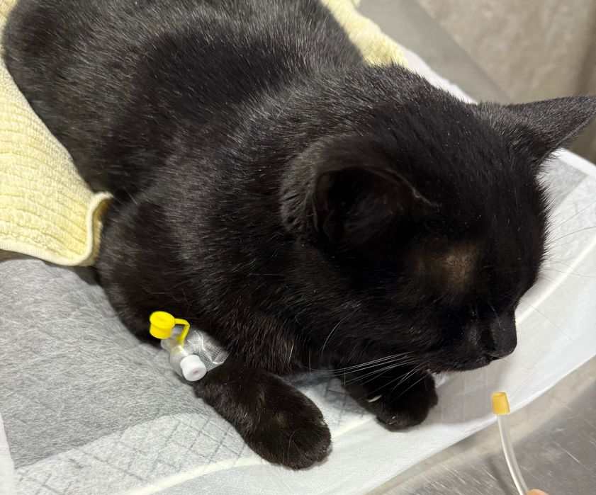 Отдадим кошку в добрые руки