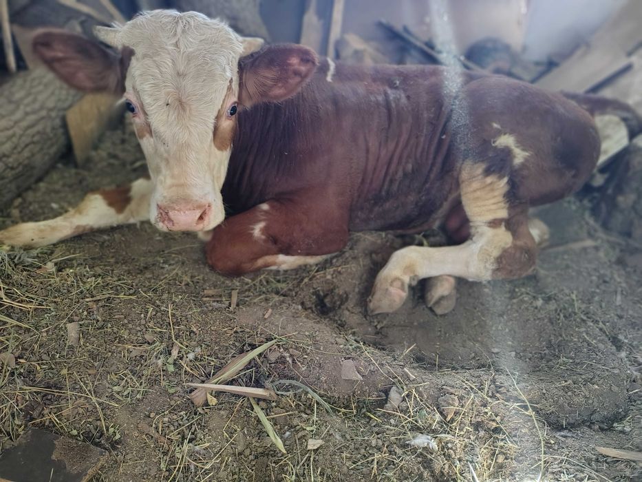 Anunt de vânzare tăuraș