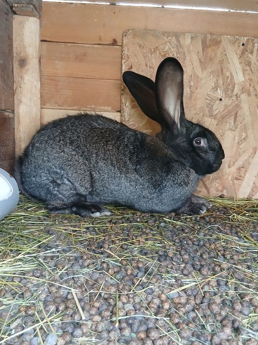 Vând epuri urias german gri fier