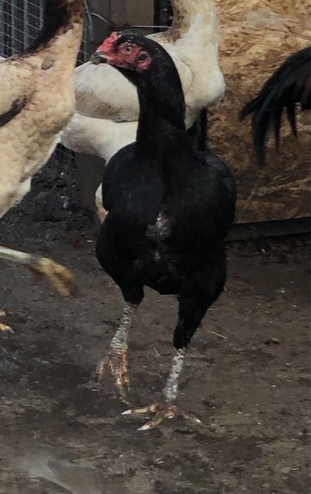 Продается боцовый