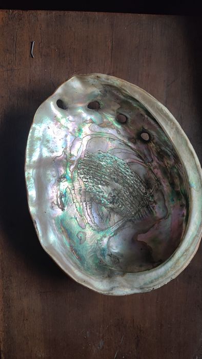 Мида декоративна