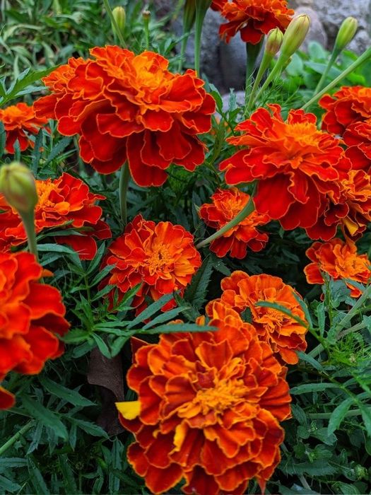 Цветы! Читать описание.