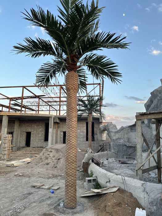 Пальма бассейн дом сад газон кокос дерево