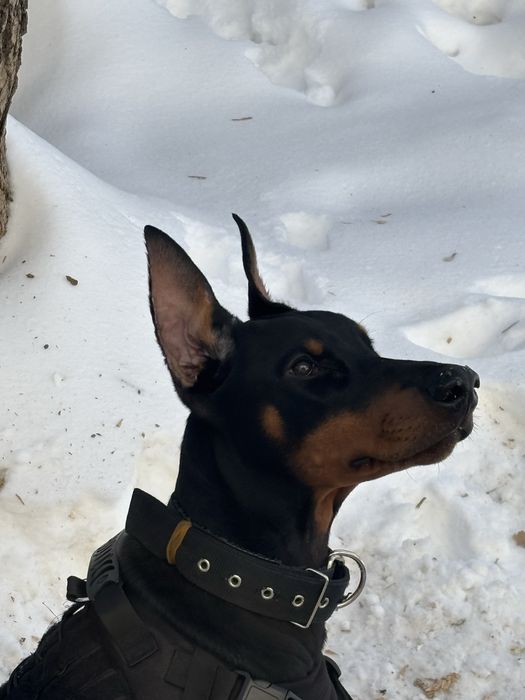 Продам добермана