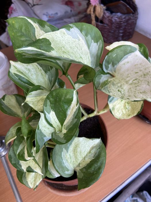 ,Сциндвптусы,сингониумы,эпипремнум