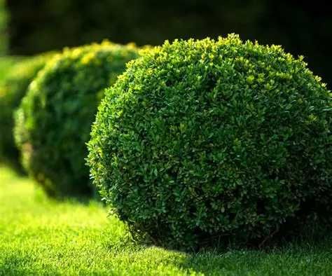 Buxus verde sau patat Pin pitic mugo bila sau pe picior