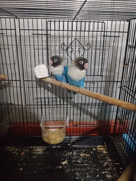 Соглом. Клеткаси Билан. Ишлашга таййор. Пара маска папугай