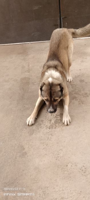 Ищим спутницу для вязки