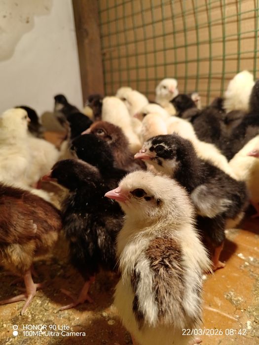 Цыплята домашние