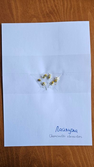 Хербарий ЛТУ - Фармакология