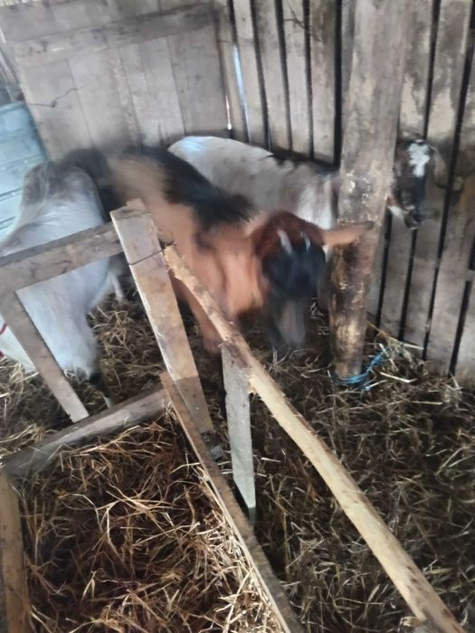 Vând Țap Alpin Francez