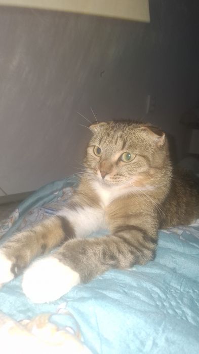 В добрые руки кошку
