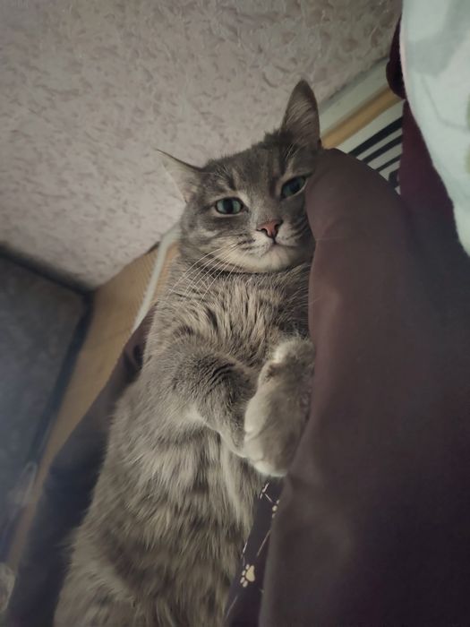 Пропала кошка на автопарке