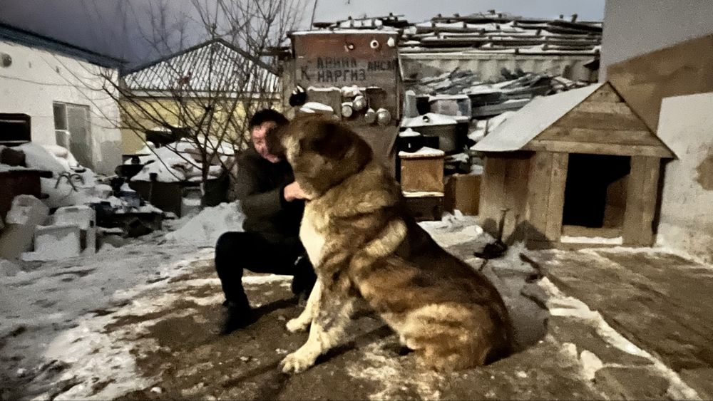Собака  казахский тобет Паспорт имеется