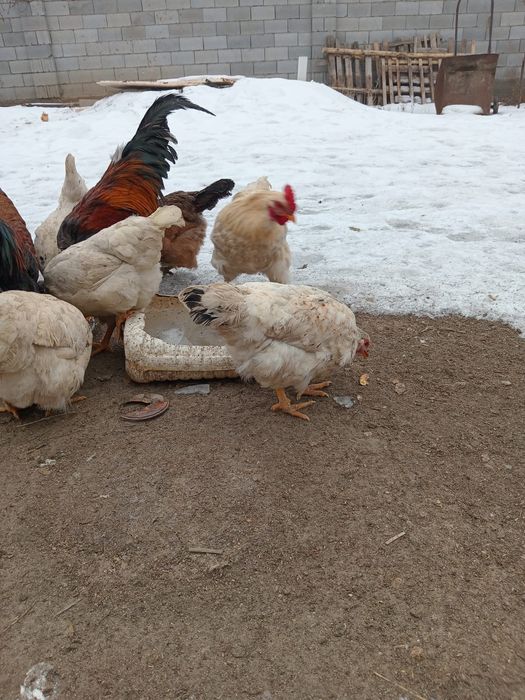 Тауык сатылады .ааааа