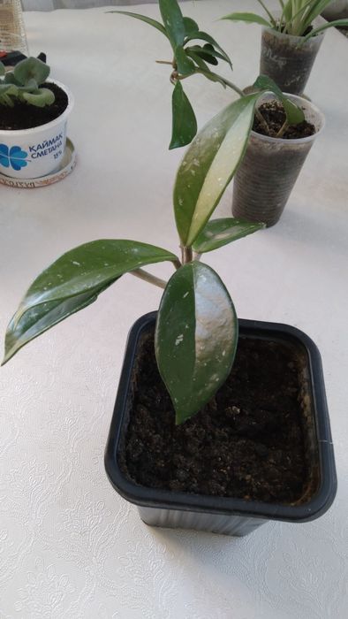 Комнатные   цветы