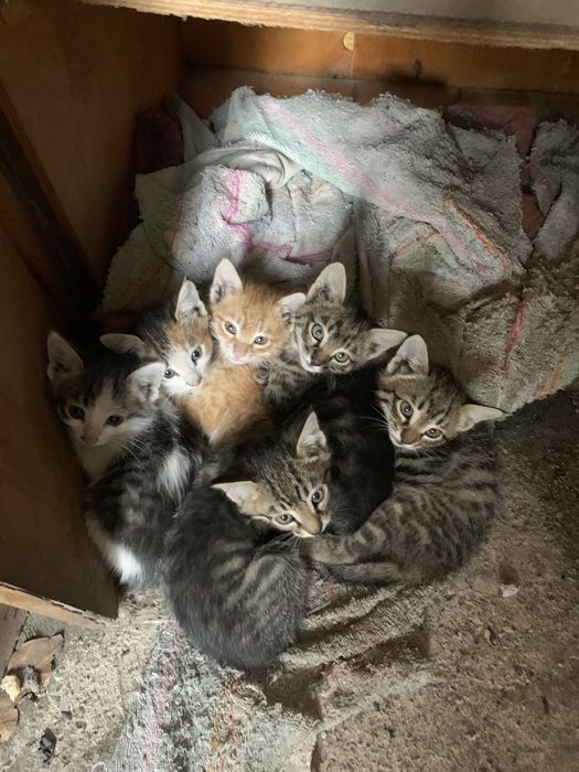 Аққұбалар қос енуді сезінеді