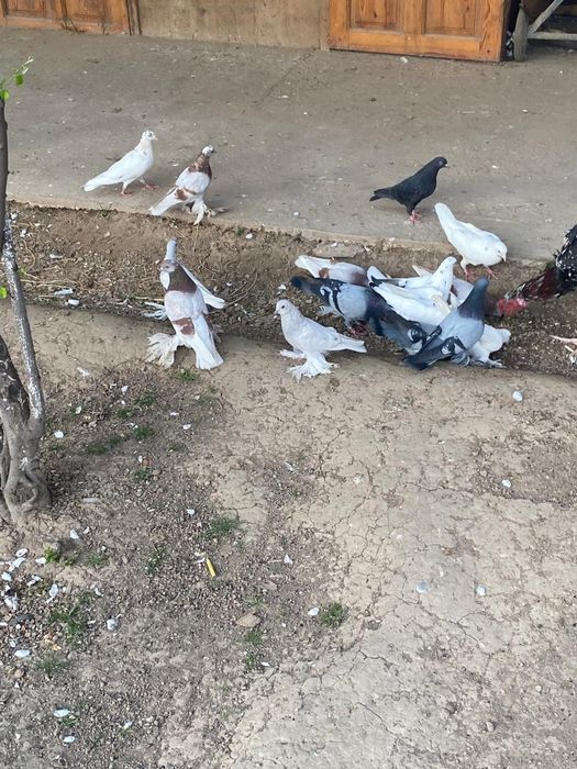 Голуби   есть разные