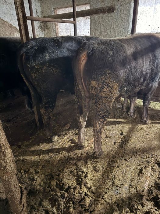 Быки на продажу