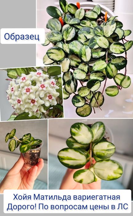 Хойя дисхидия комнатные цветы