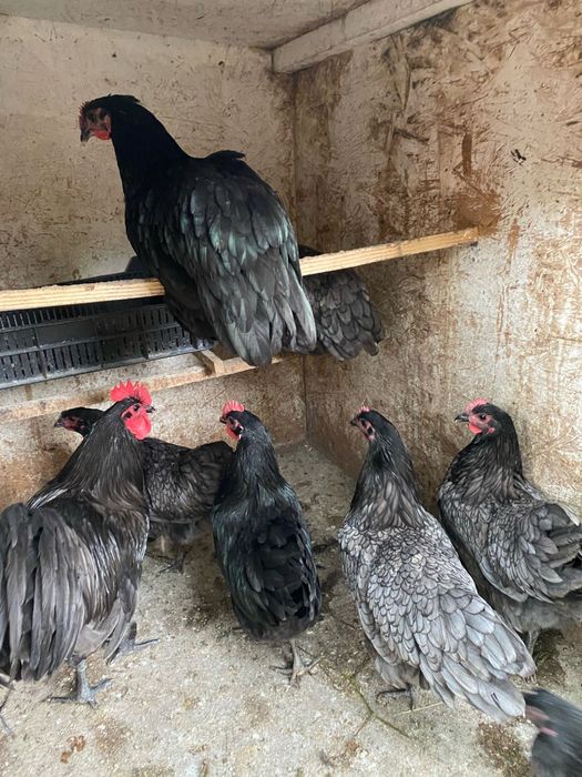 Australorp alb negru albastru splash tineret gaini tinere cocosi