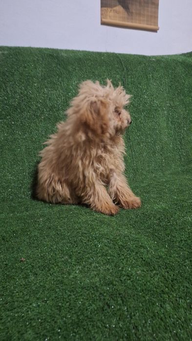 Пудел Той пуделче момиче