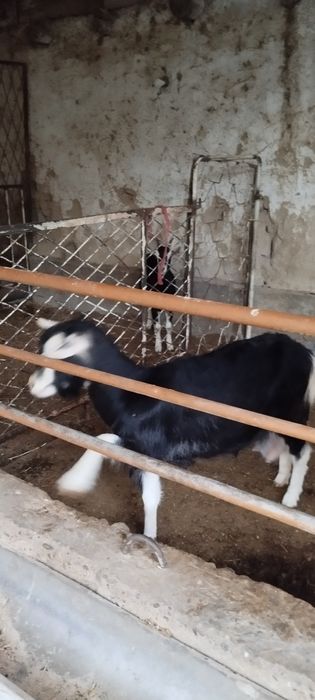 Зотли эчкимиз сотилади пули макул келса