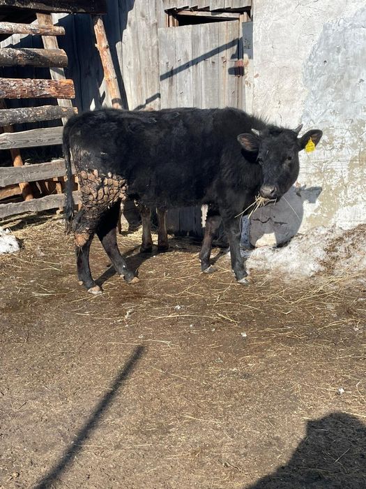 Семиз кашарлар,,