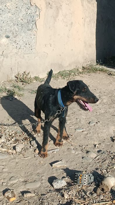 Ягдтерьер кушиктери шенки