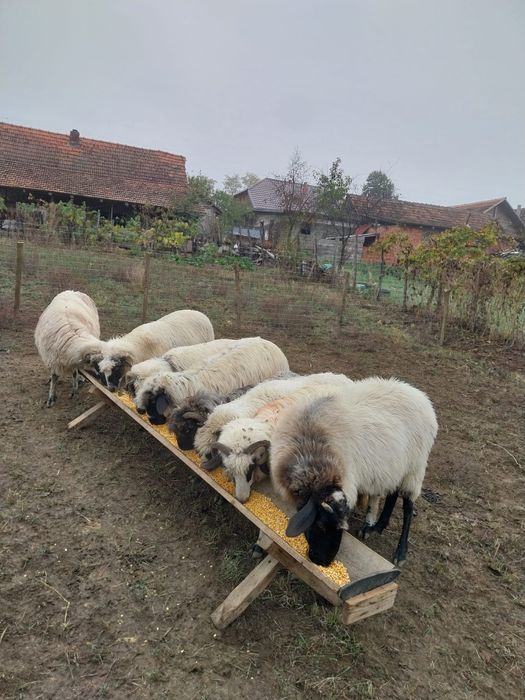 8 oi de vânzare sunt mari