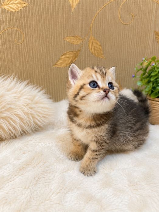 Продается котенок бритиш табби голд