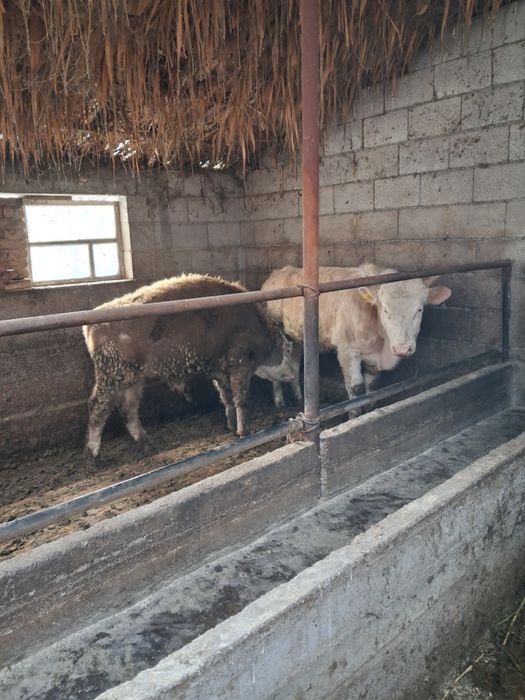 1 жане 2 жасар бұқалар