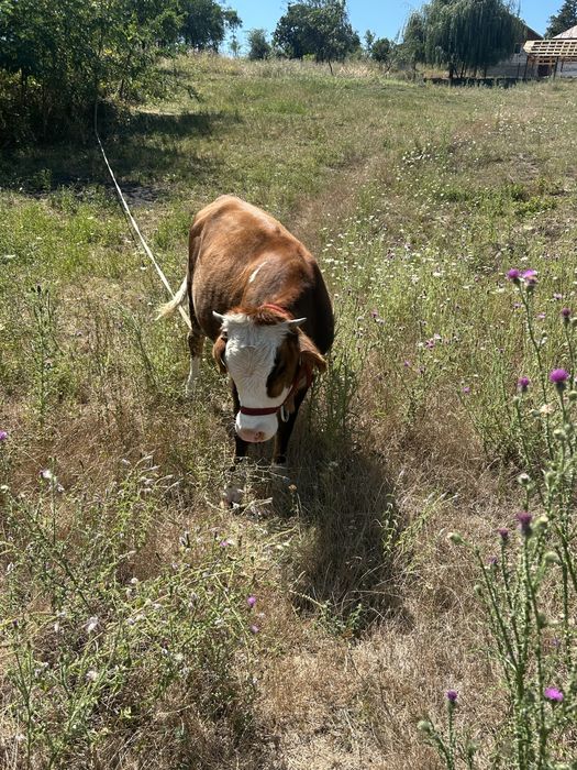 Vaca alb cu maro in varsta de 1 an nefatata