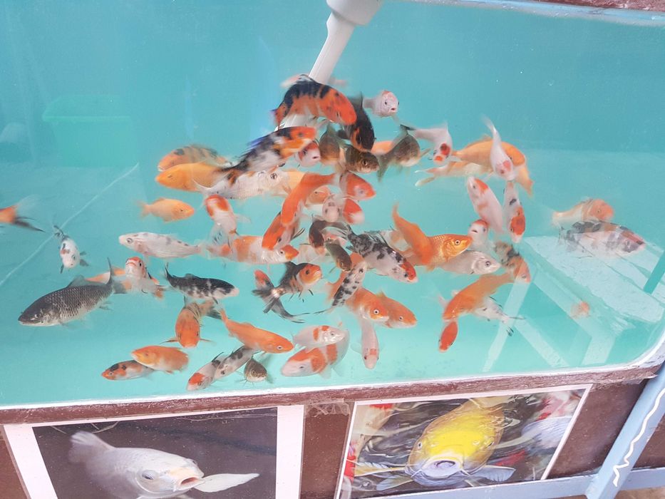 Vand sturioni(aligator,) , crapi koi , butterfly, subunchini si oranda