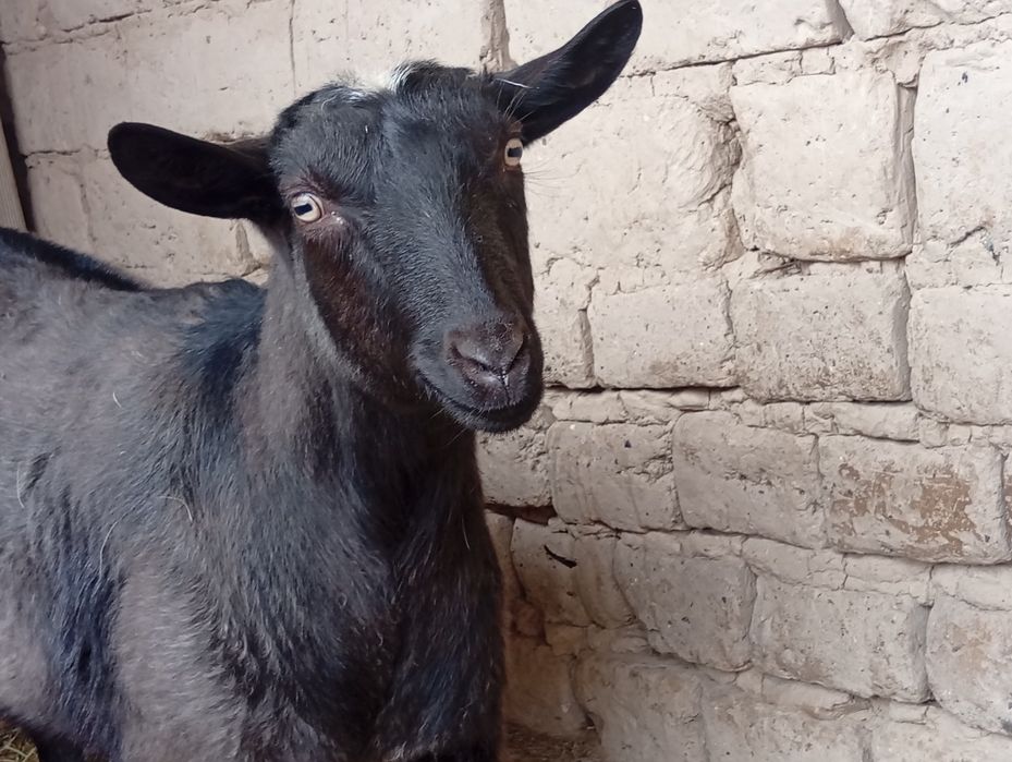 Алпиниски шыбыш сатылады