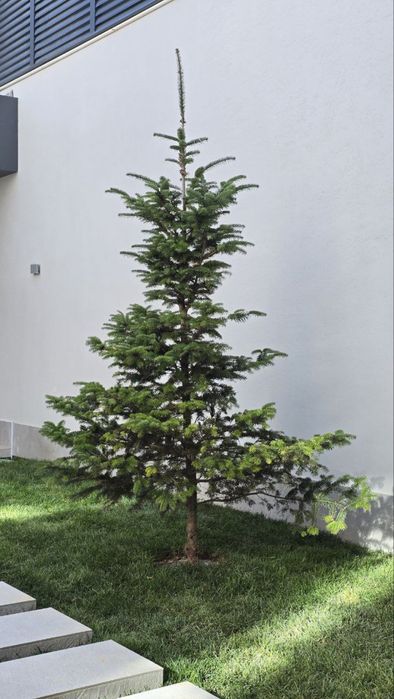 Birinchi qol, belgiyskiy archalar! Голубые ели, пихты