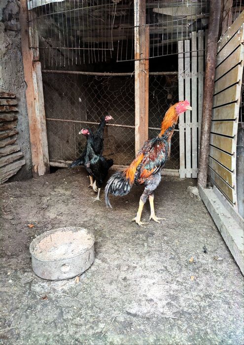 О Шамо бойцовый джужик