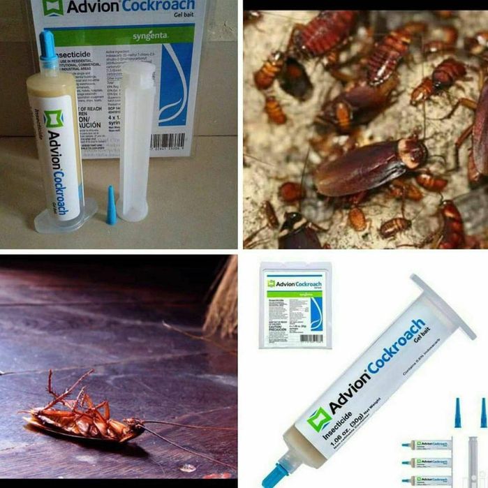 Tarakan dori original