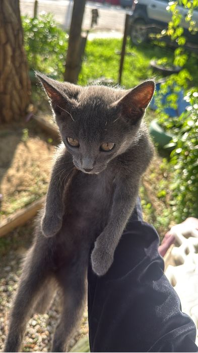 Две девочки котята