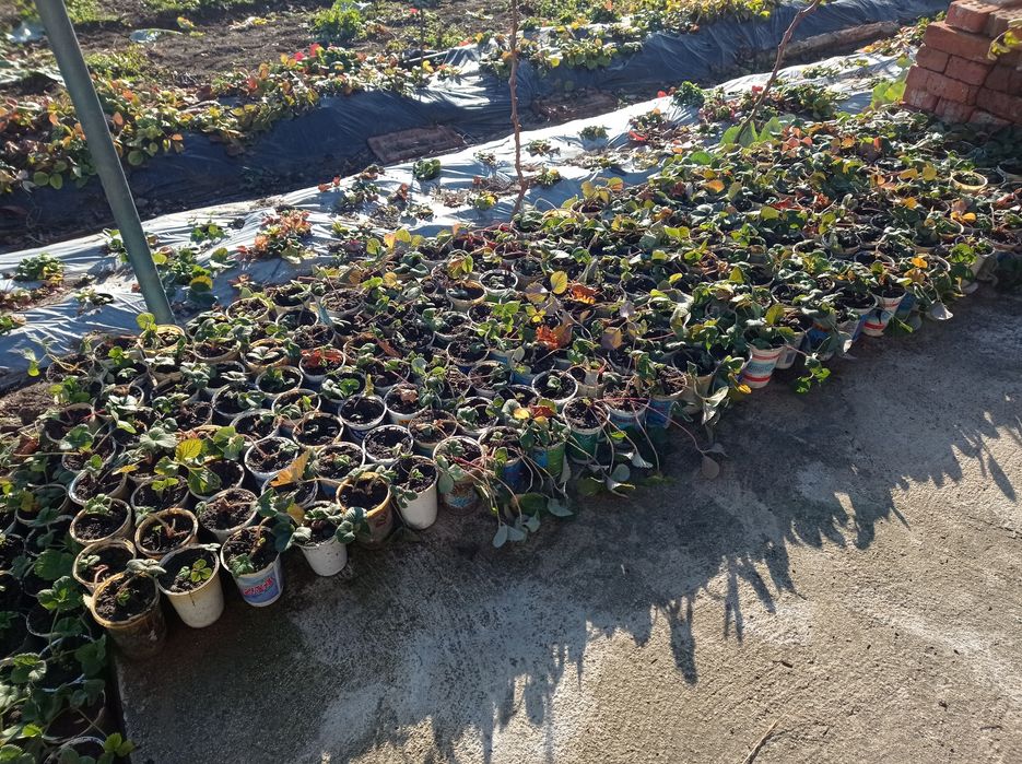 Ягоди разсад в кутийки