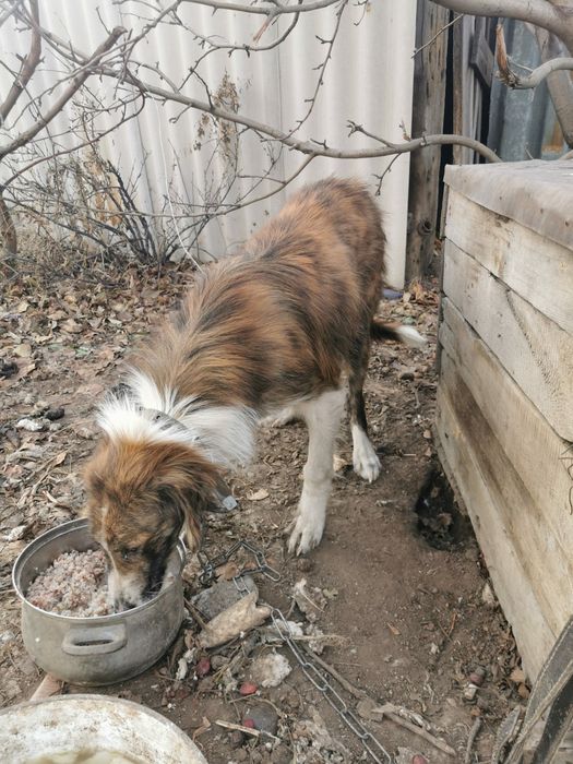 Ищем дом для пёсика подростка