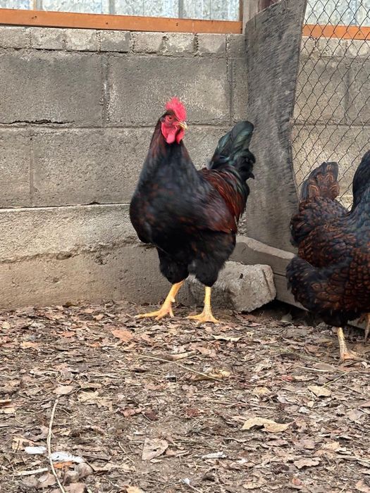 Борневельдер золото.